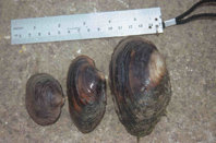 De izquierda a derecha: Potomida littoralis, Unio elongatulus y Anodonta cygnea.

